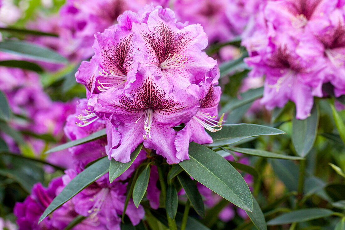 Rhododendron 'Violet Sparks