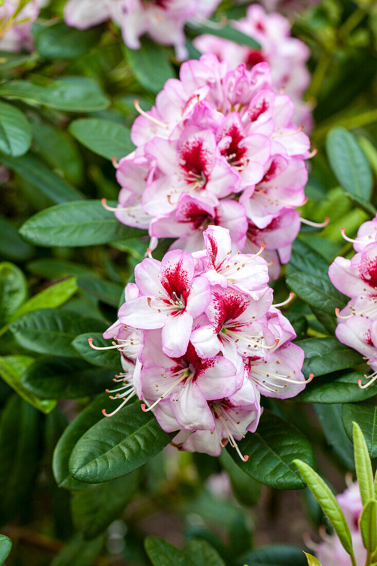 Rhododendron 'Cassata'