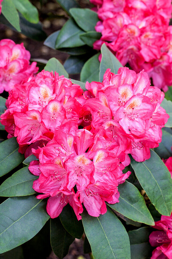 Rhododendron Souvenir of Anthony Waterer