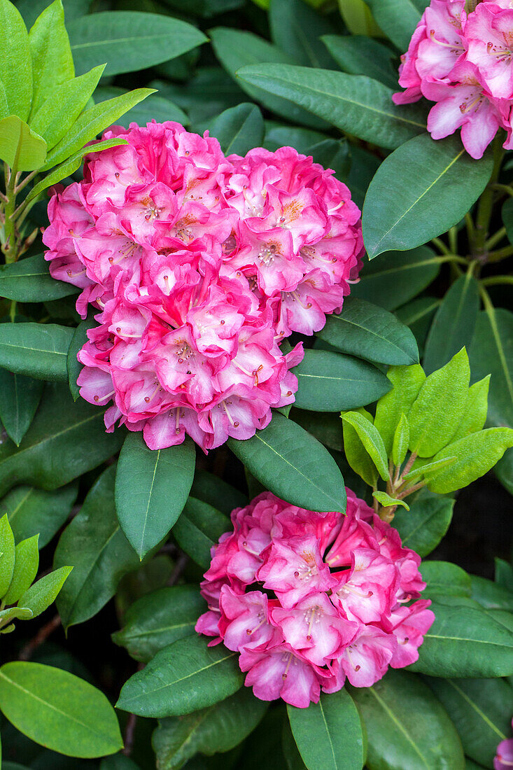 Rhododendron yakushimanum 'Tausendschön' (Daisy Beauty)