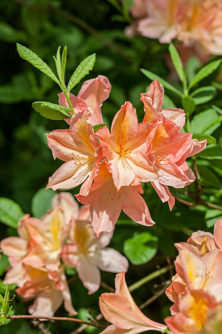 Rhododendron molle 'Hanny Felix'