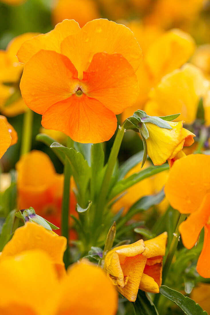 Viola cornuta, orange