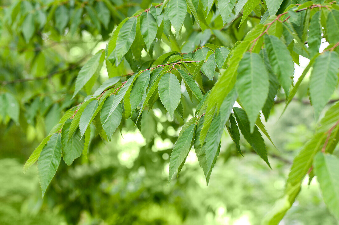 Prunus