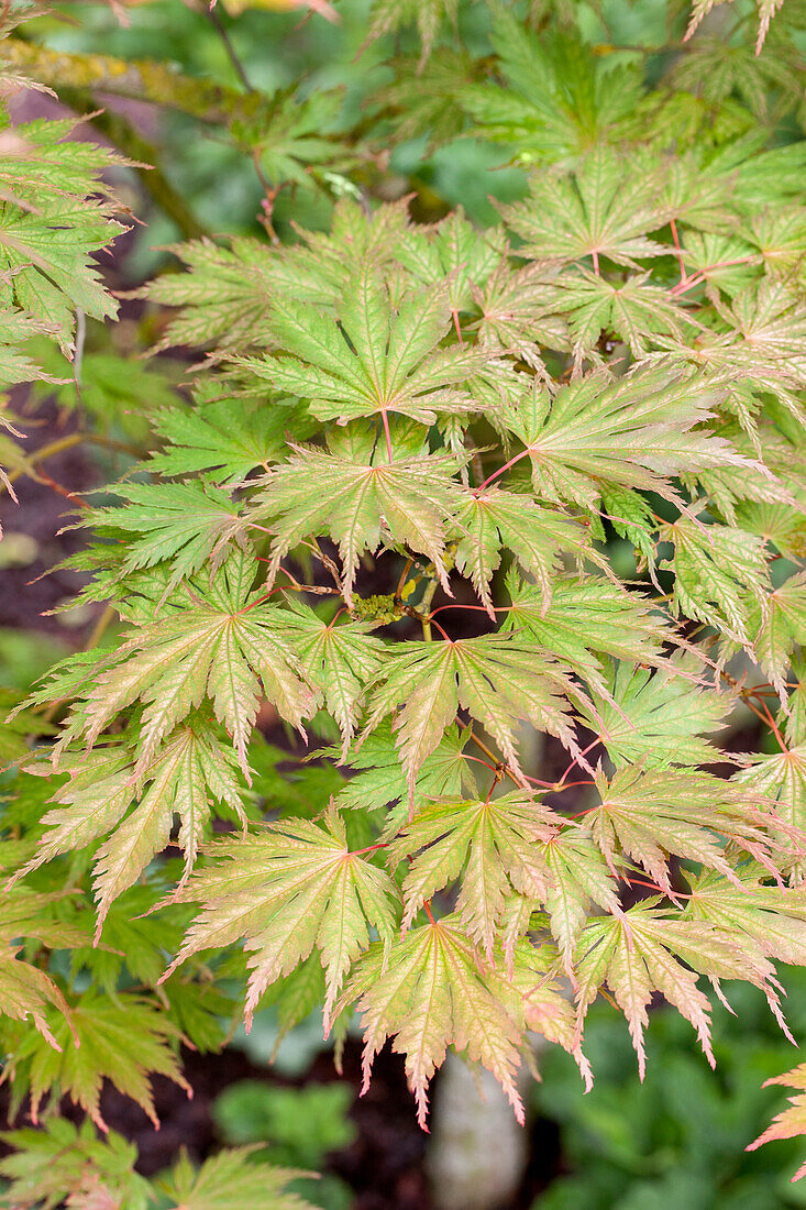 Acer palmatum 'Ariadne'