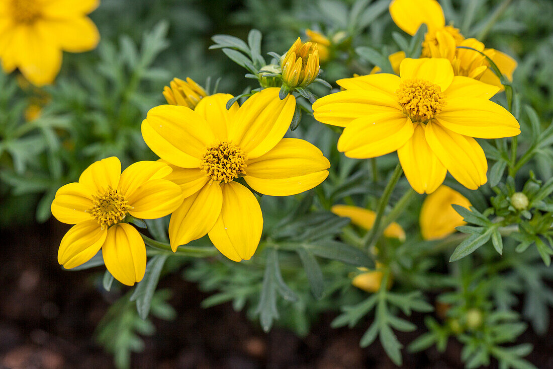 Bidens, yellow