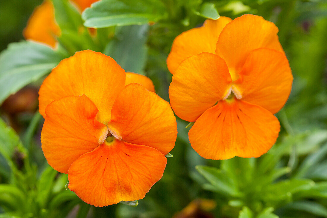 Viola cornuta, orange