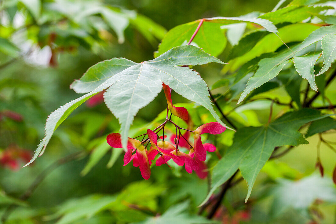 Acer palmatum 'Osakazuki'