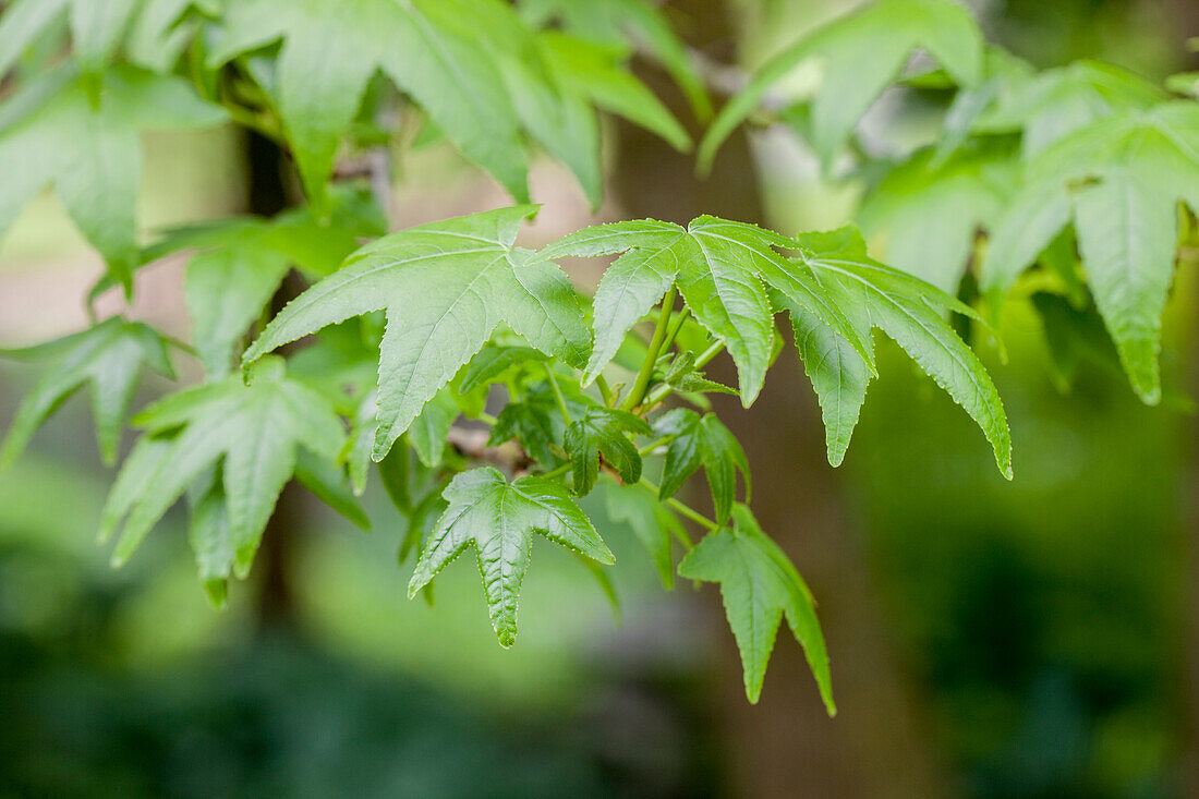 Liquidambar styraciflua