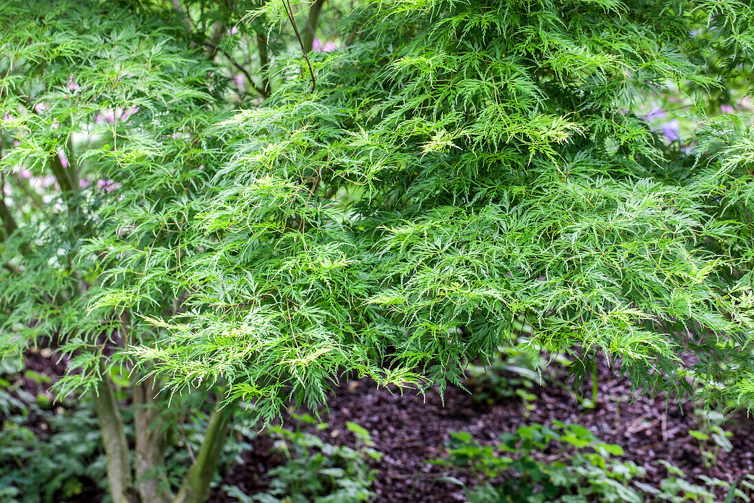 Acer palmatum Seiryu