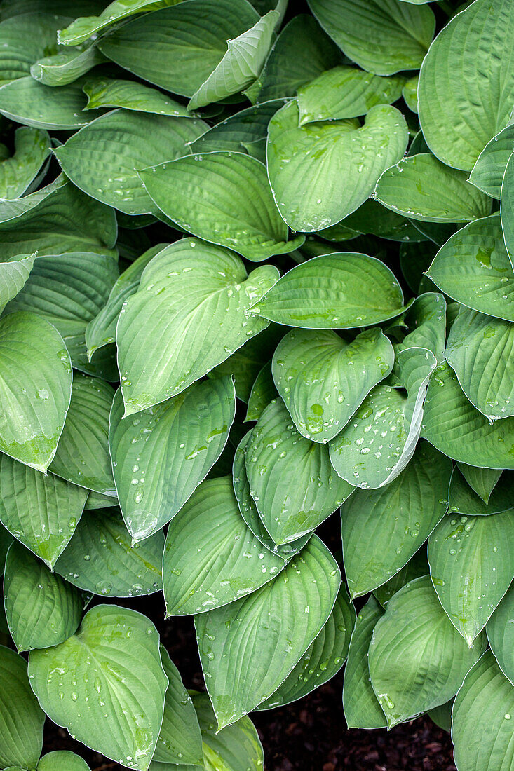 Hosta