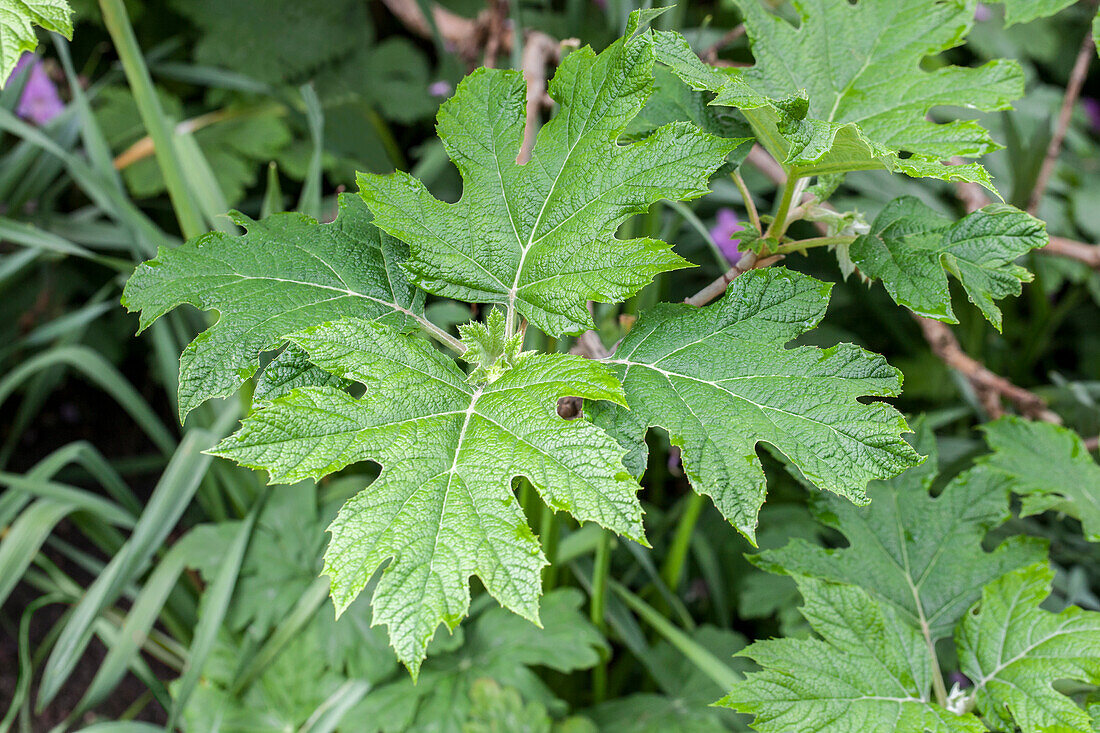 Hydrangea quercifolia 'Applause'