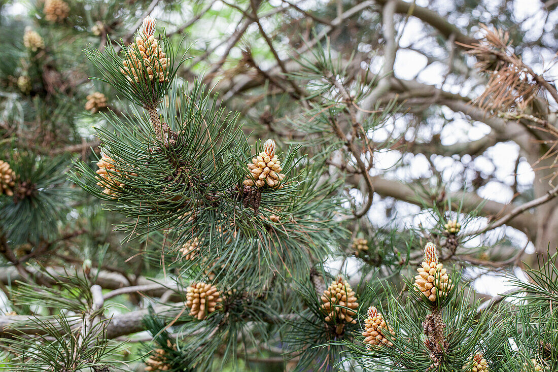 Pinus heldreichii