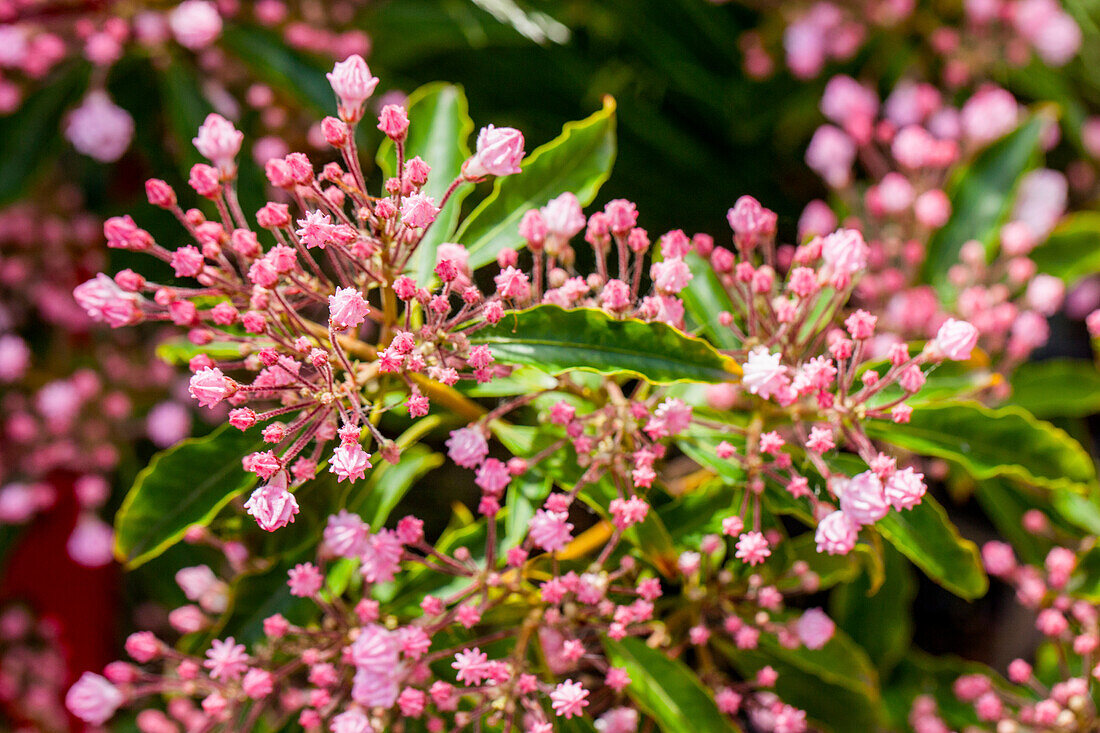 Kalmia latifolia