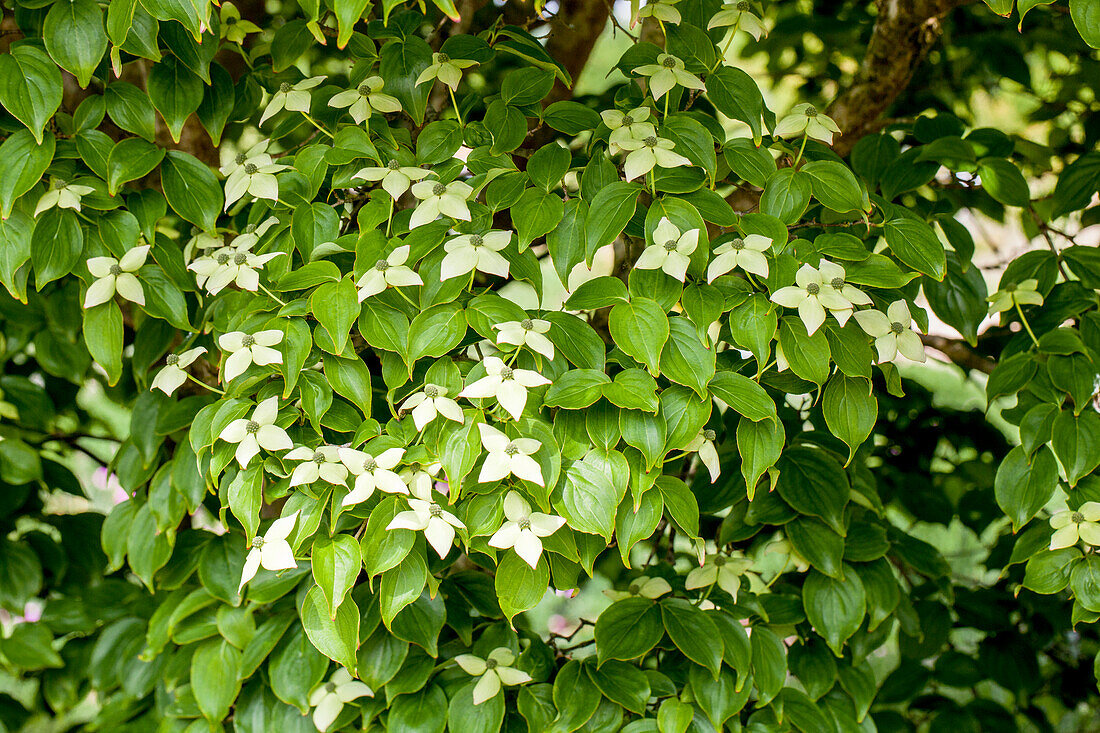 Cornus kousa chinensis 'Queen of Clubs