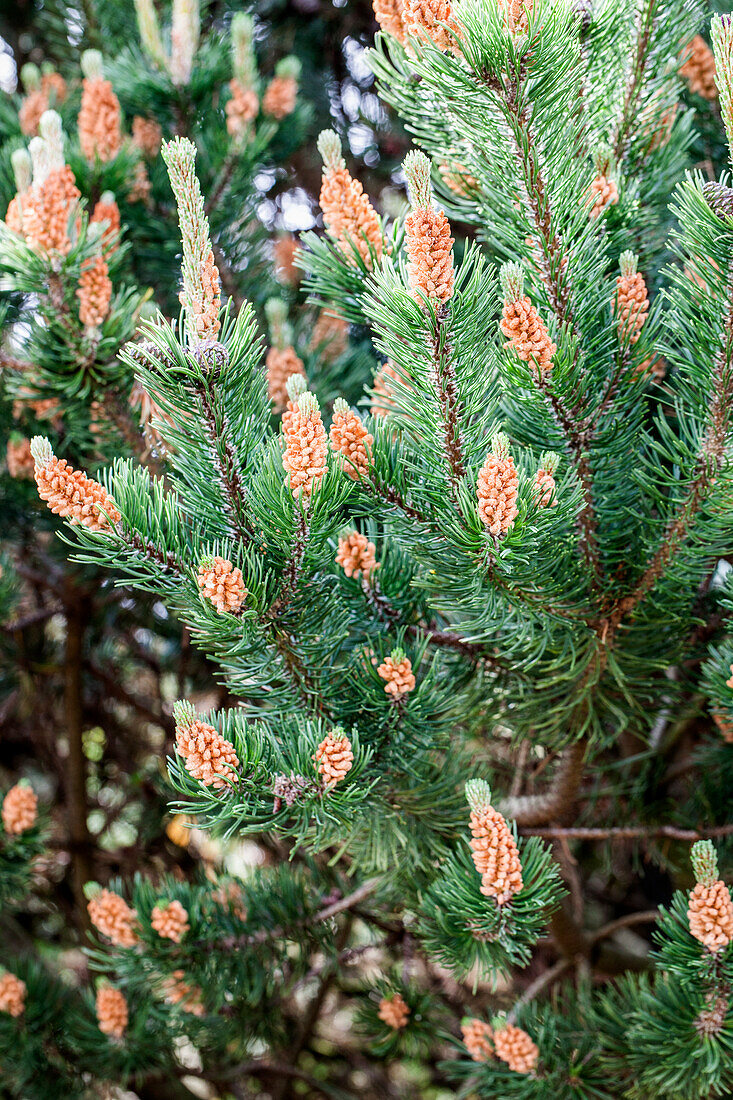 Pinus mugo var. mughus