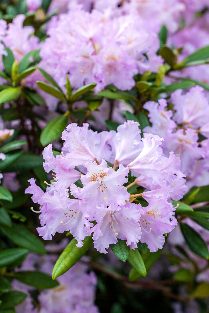 Rhododendron yakushimanum 'Lavender Charm'