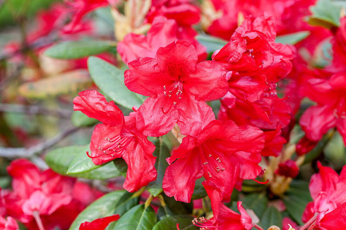 Rhododendron yakushimanum 'September Red'