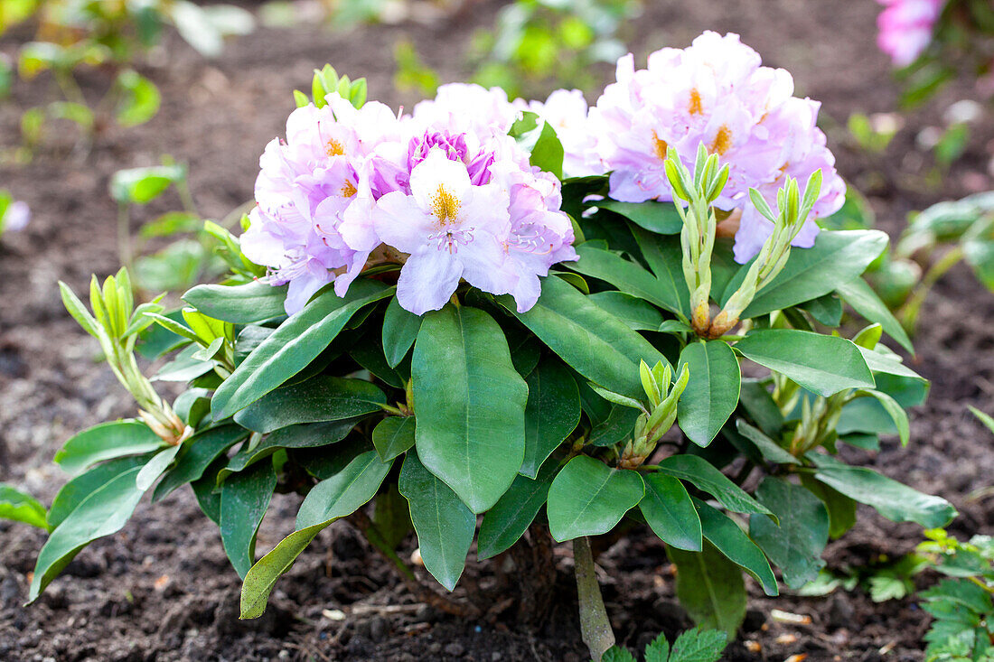 Rhododendron catawbiense 'Grandiflorum