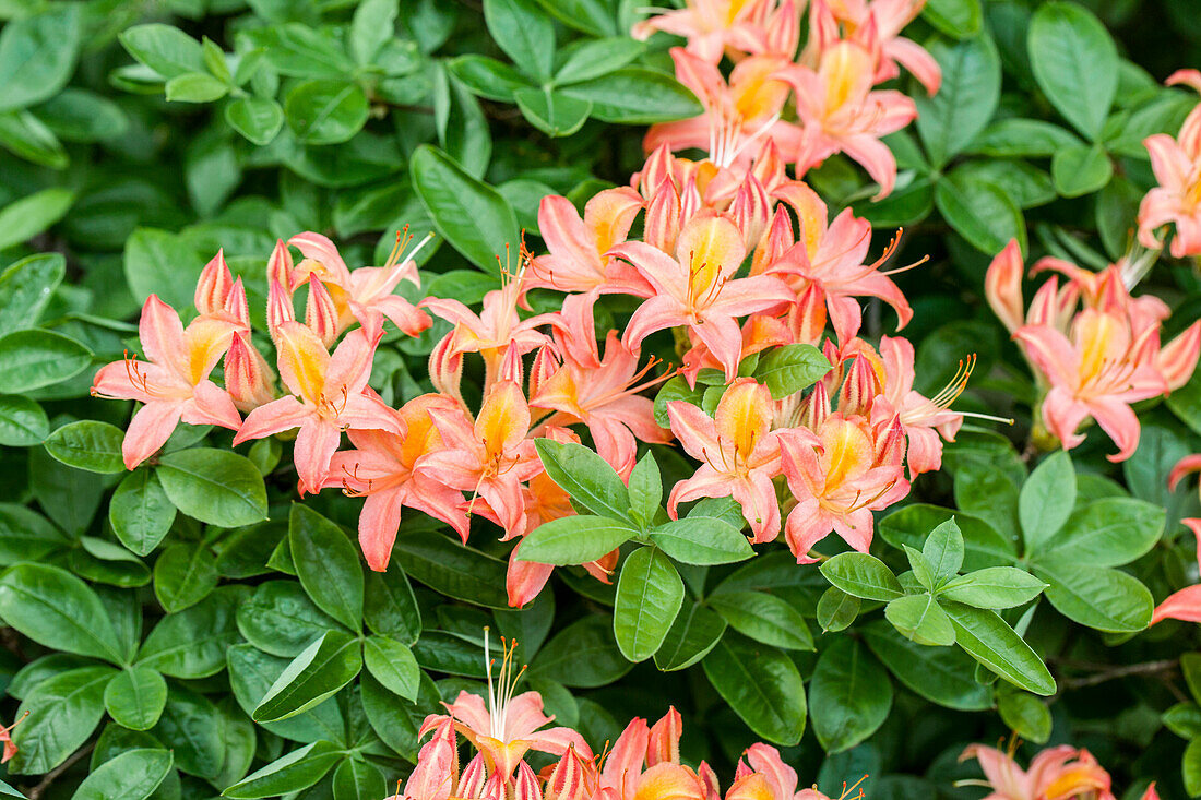 Rhododendron molle 'Victoria'