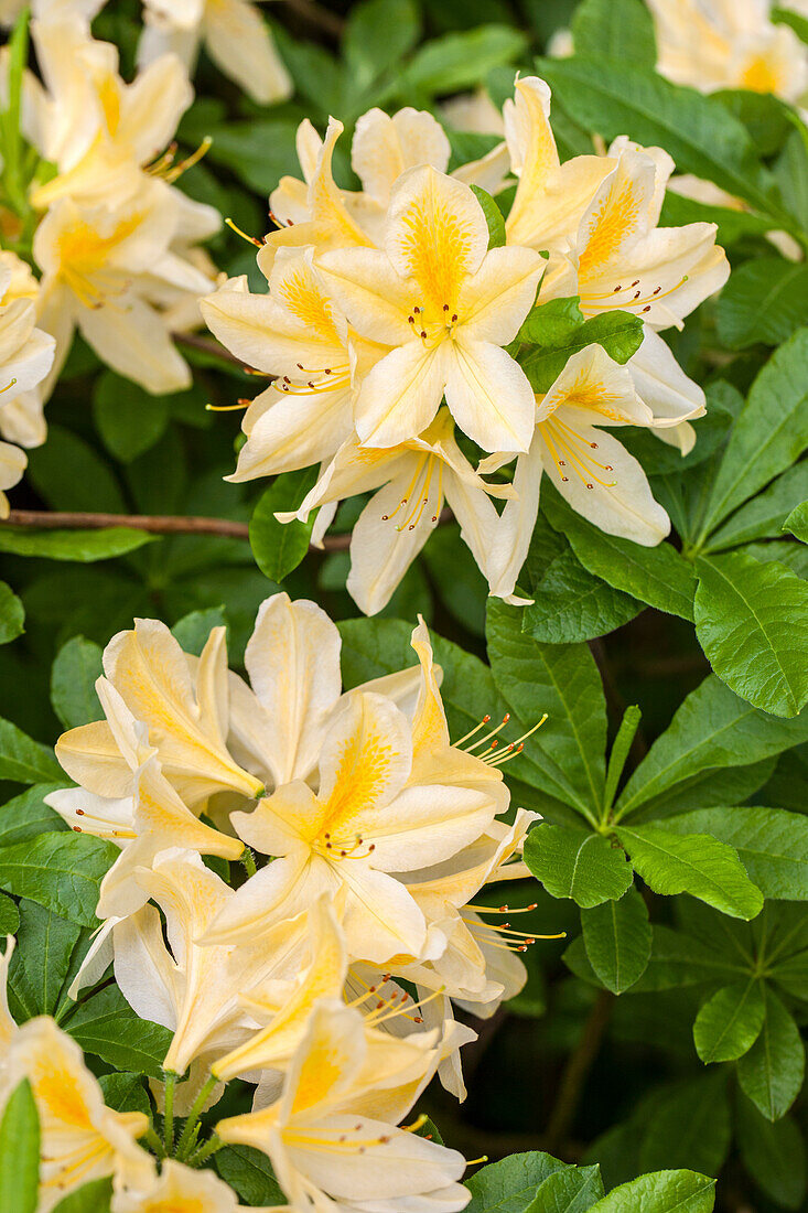 Rhododendron molle 'W.E. Gumbleton