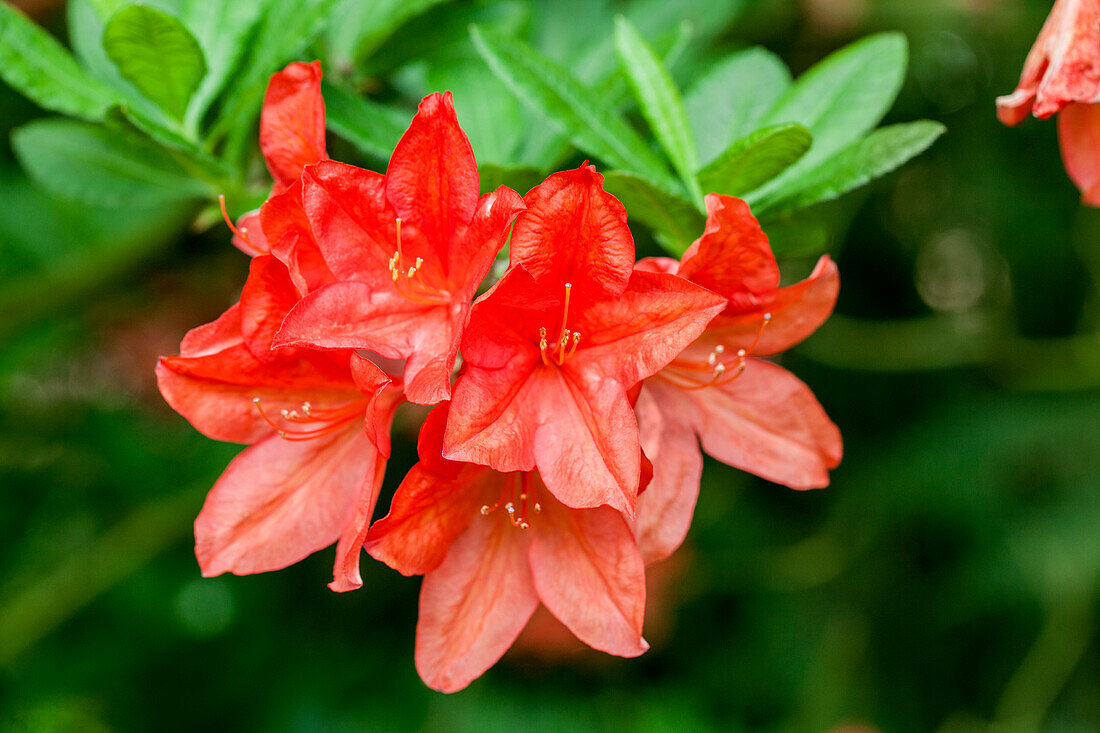 Rhododendron molle 'Willem Hardijzer'