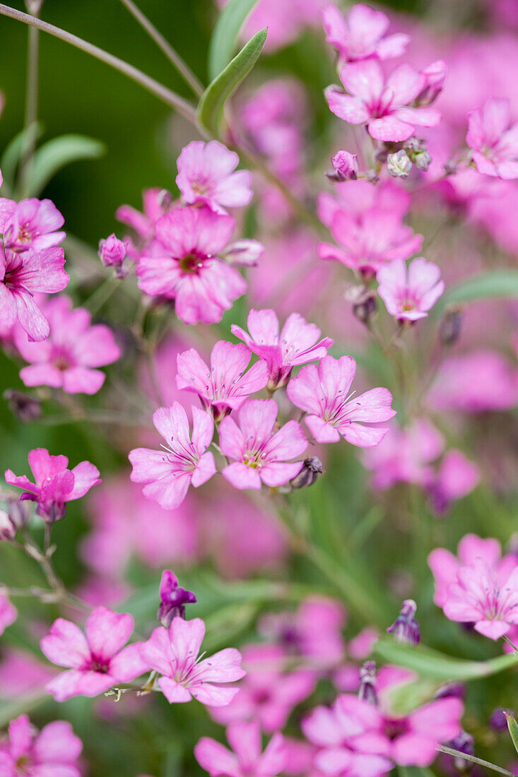 Gypsophila repens 'Rosea'