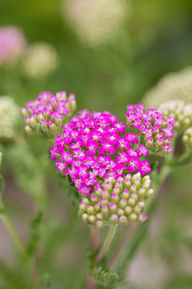 Achillea millefolium 'Pink Grapefruit'