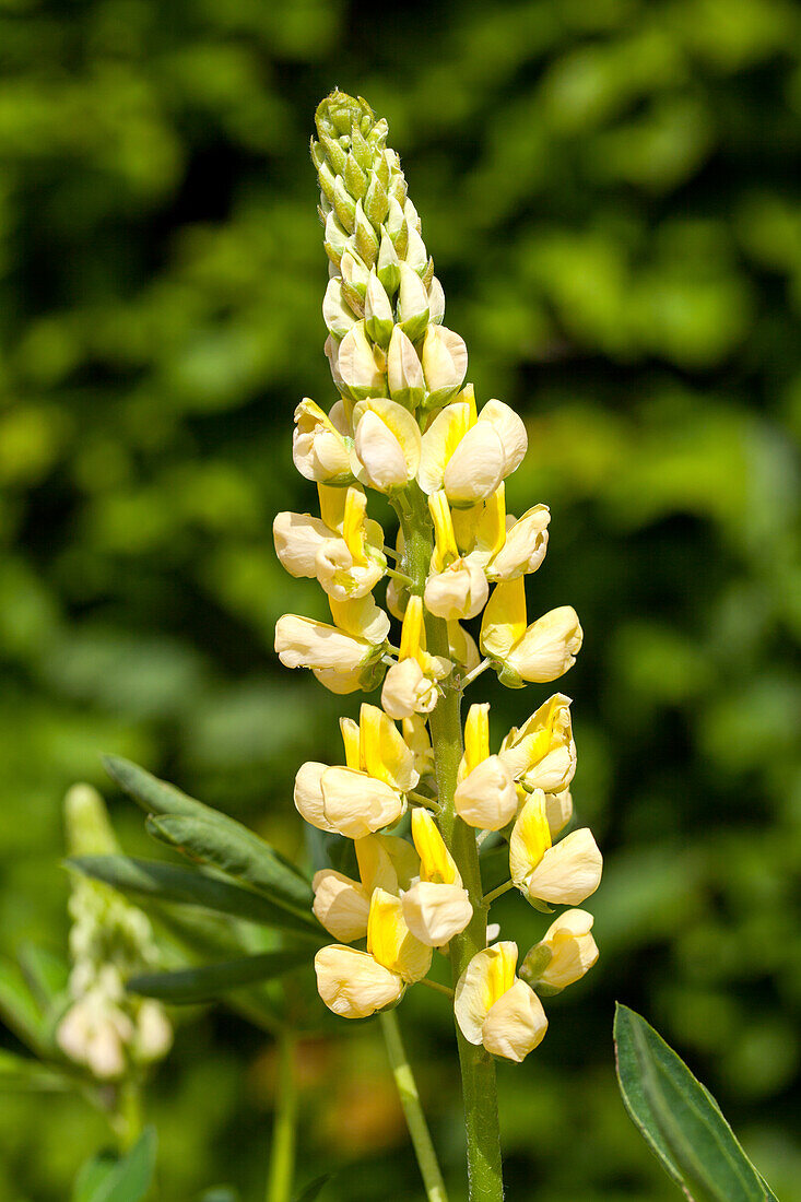 Lupinus polyphyllus 'Camelot Yellow'®