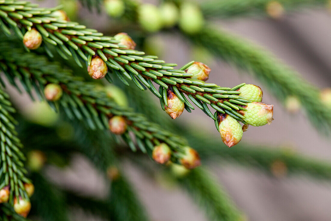 Picea orientalis 'Aureospicata'