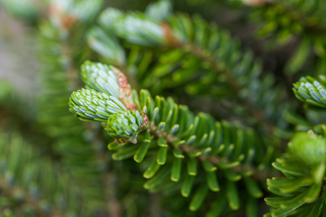 Abies koreana 'Molli'