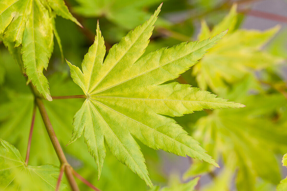 Acer shirasawanum 'Jordan'(s)