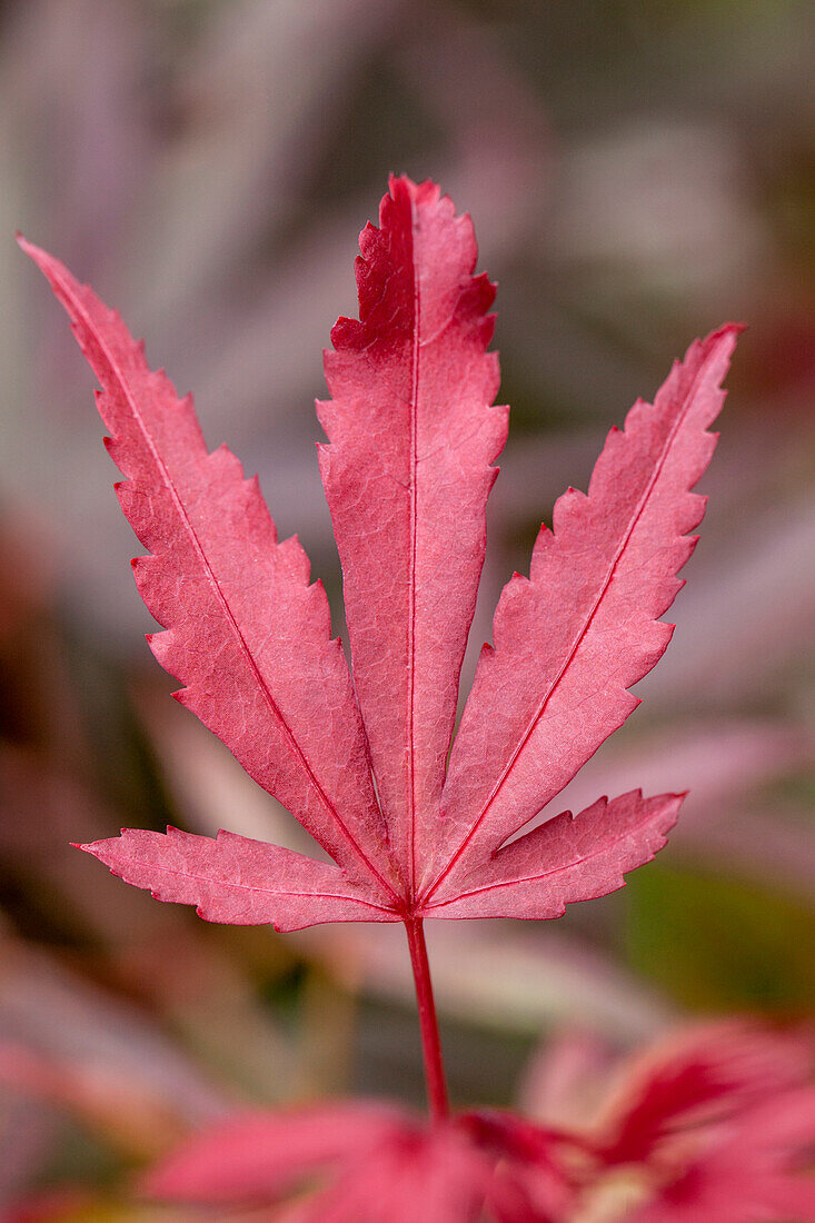 Acer palmatum 'Shaina'