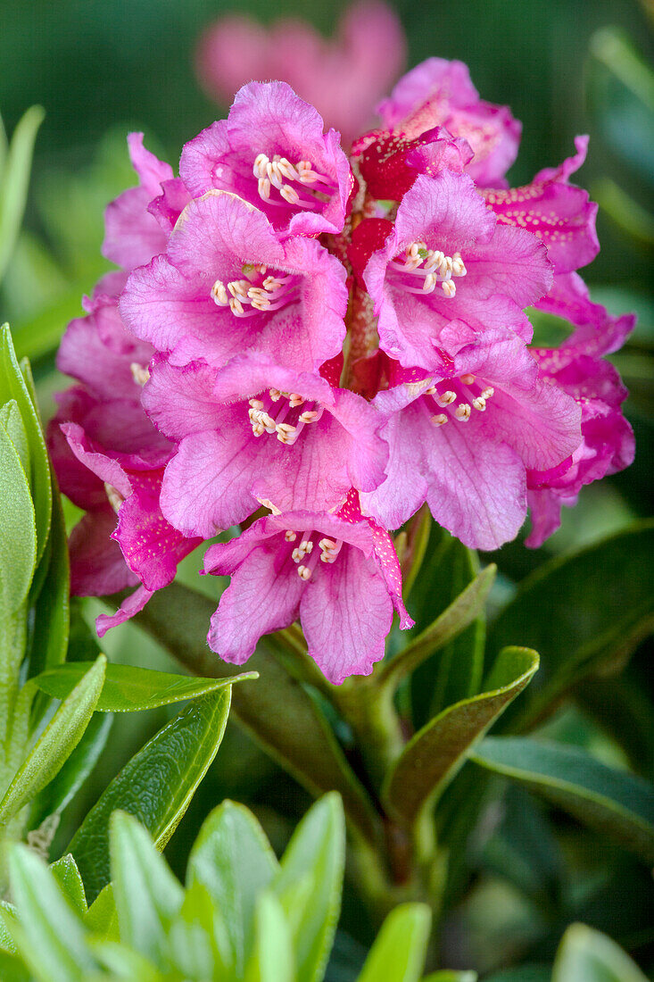 Rhododendron ferrugineum