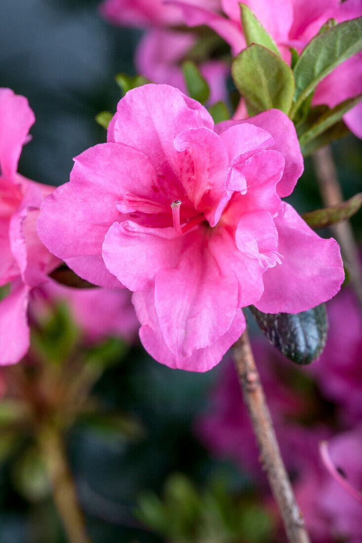 Rhododendron obtusum 'Babuschka'®