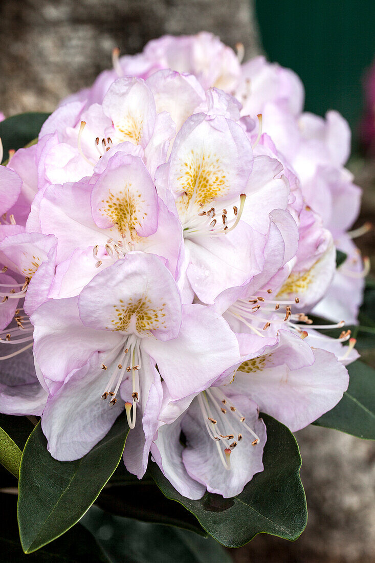 Rhododendron 'Gomer Waterer'