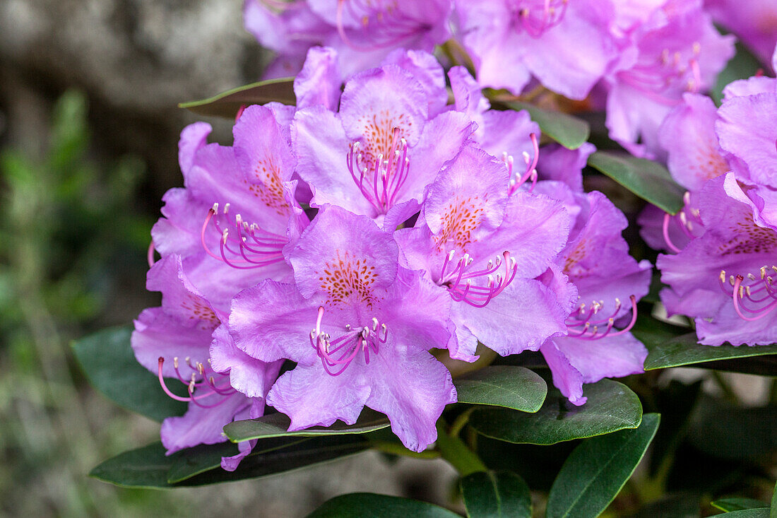 Rhododendron 'Alfred'