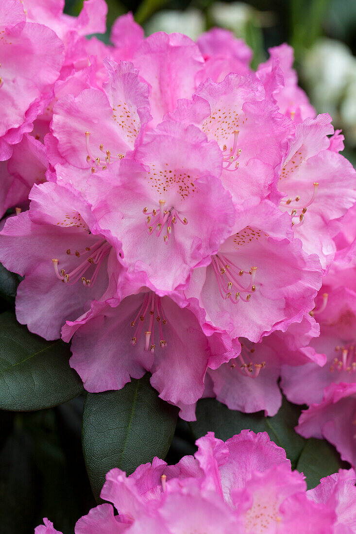 Rhododendron