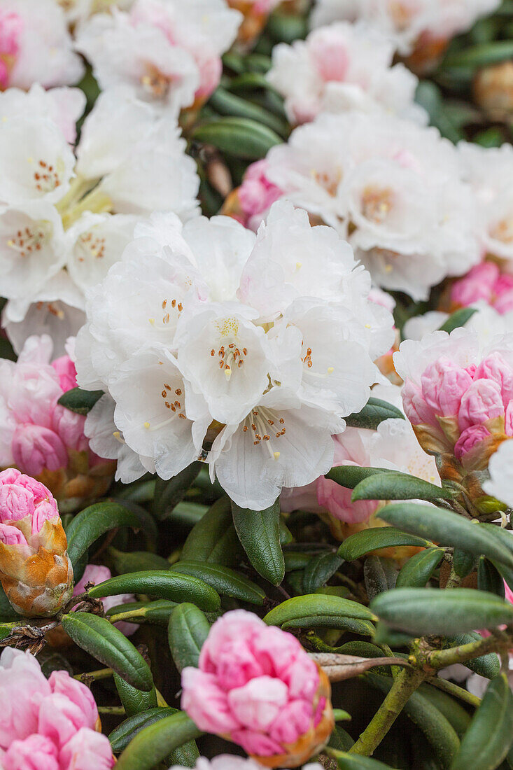 Rhododendron yakushimanum 'Koichiro Wada'