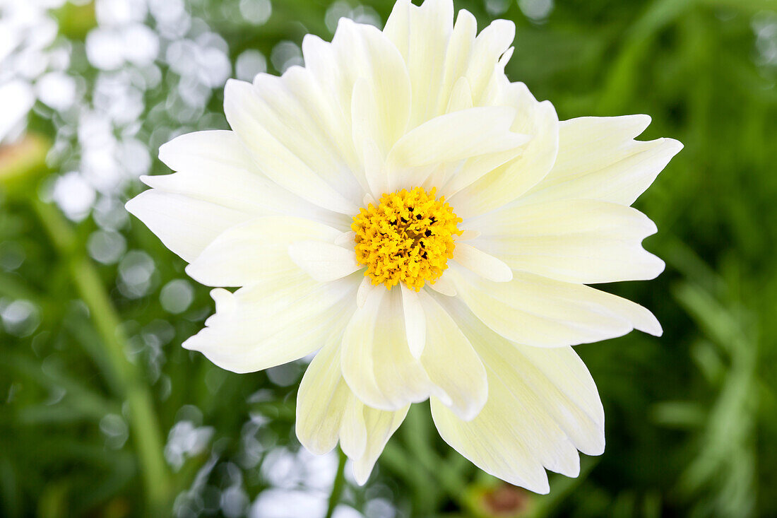 Cosmos bipinnatus