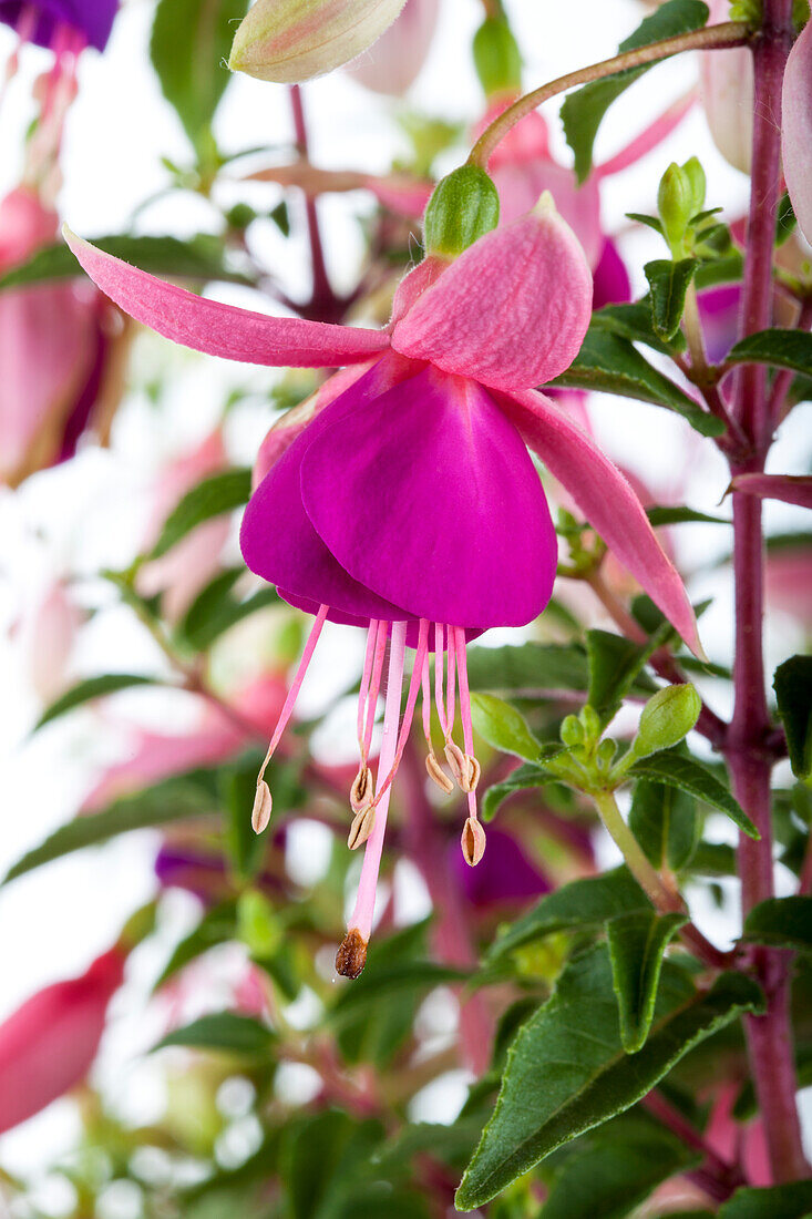 Fuchsia hybrids