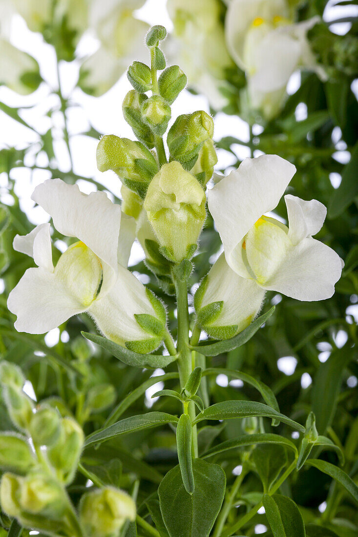 Antirrhinum majus