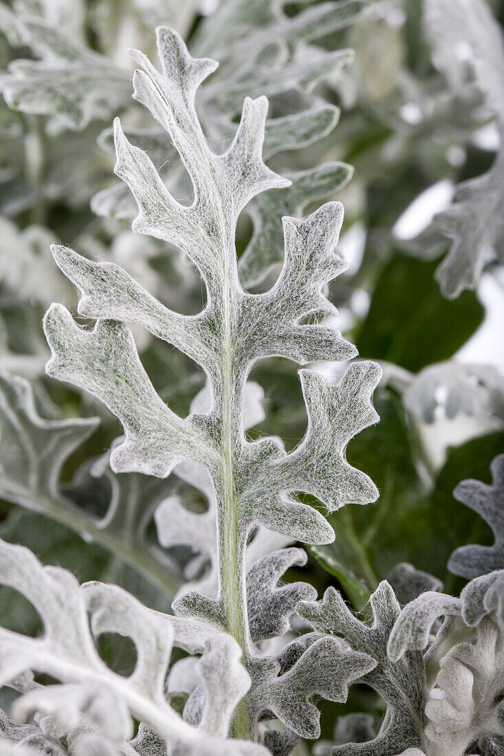 Senecio cineraria