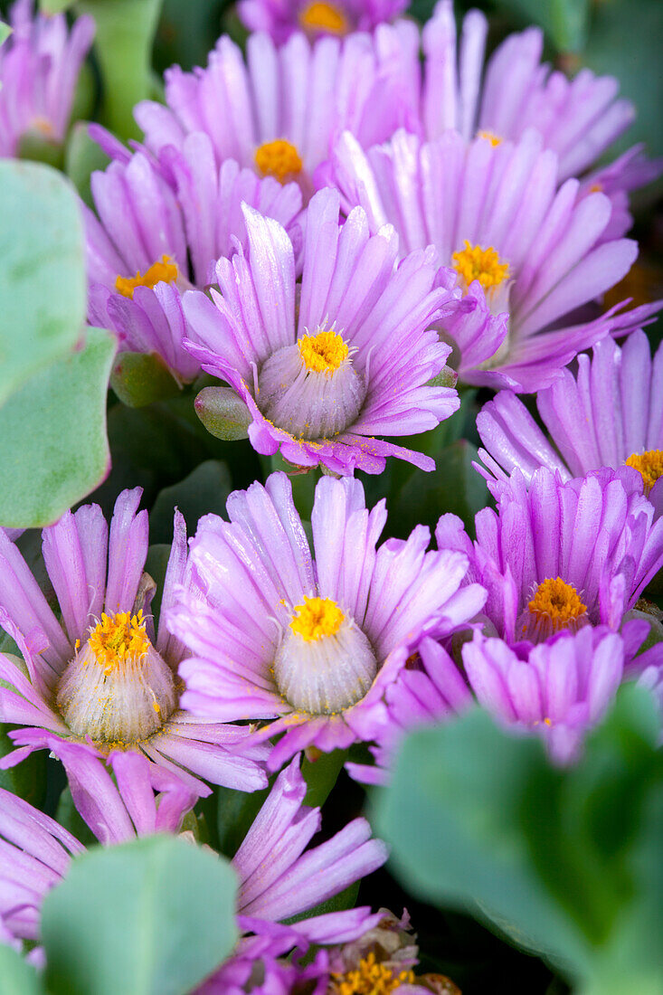 Lampranthus deltoides