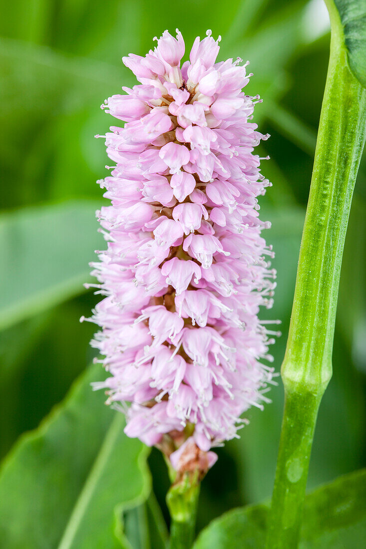 Bistorta officinalis 'Superbum'