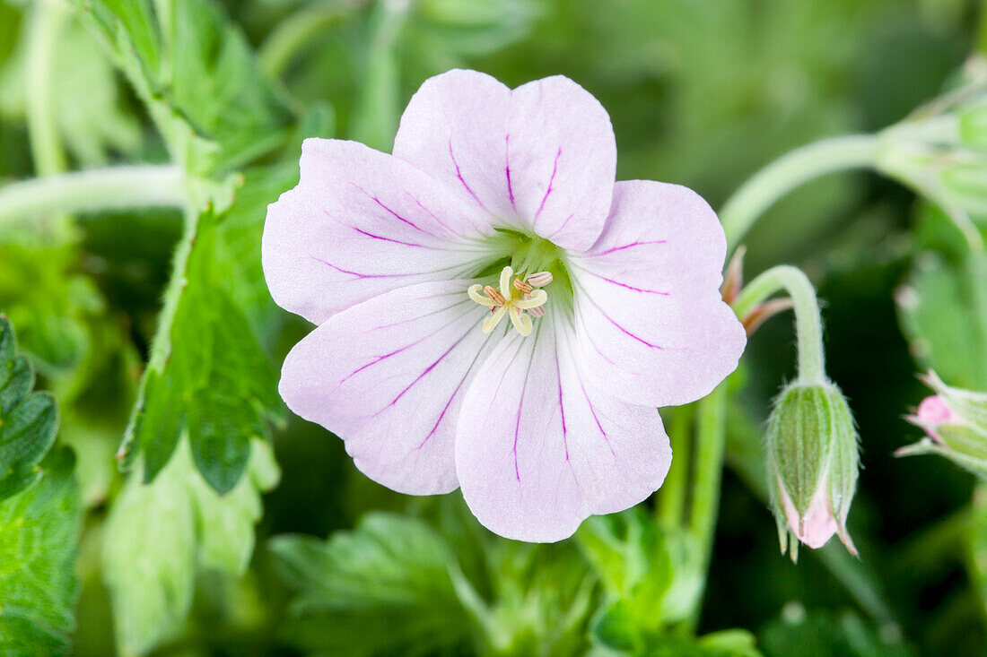 Geranium 'Dreamland'(s)