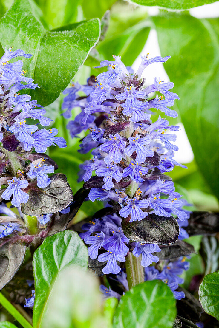 Ajuga reptans