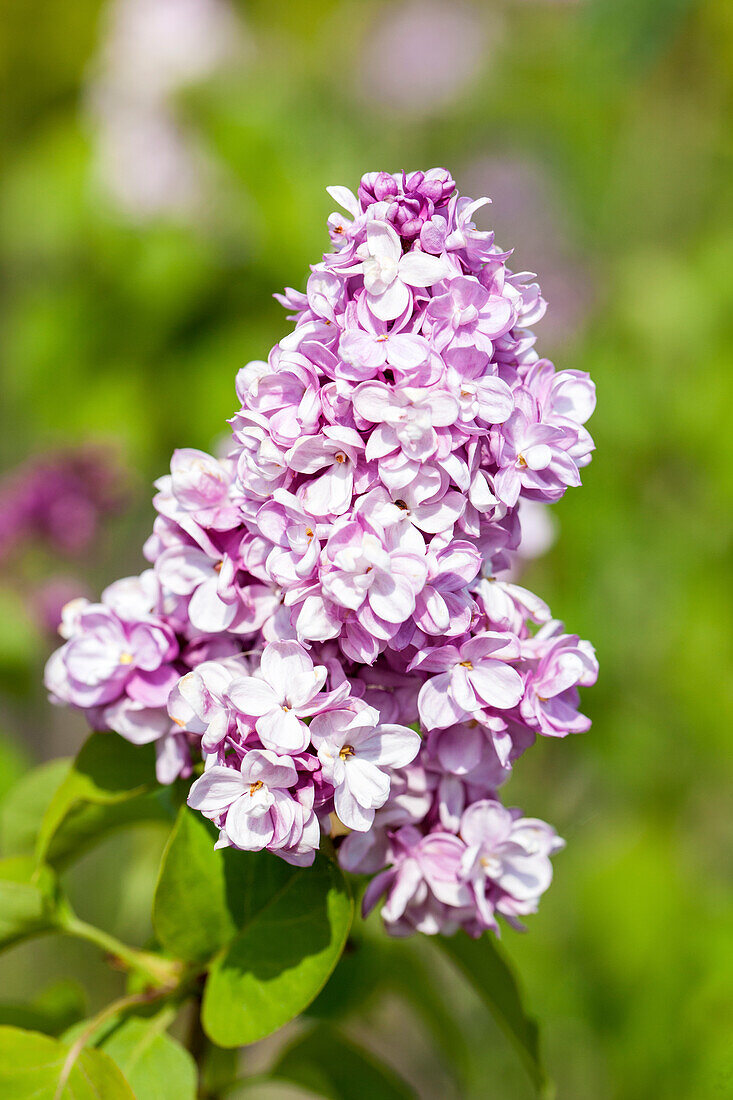 Syringa vulgaris