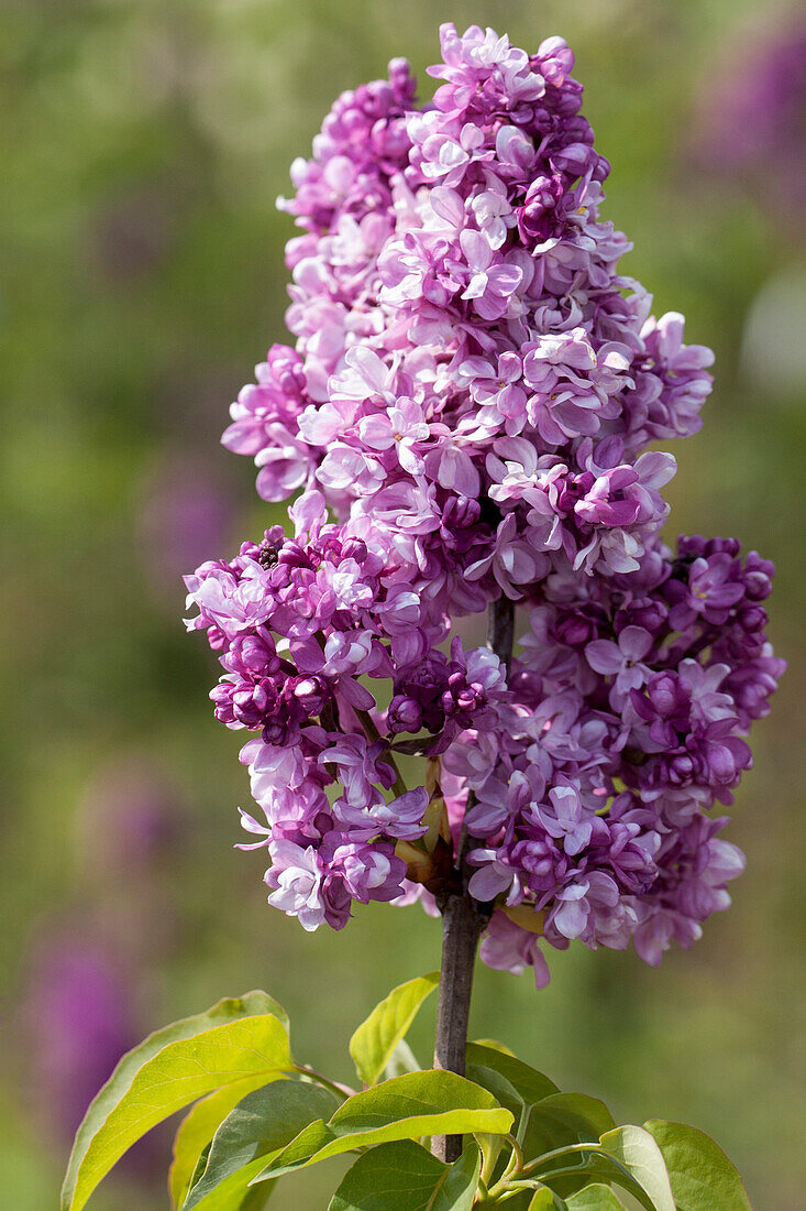 Syringa vulgaris 