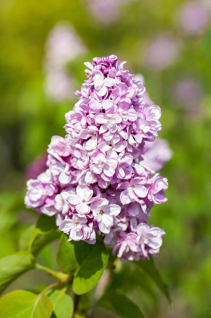 Syringa vulgaris