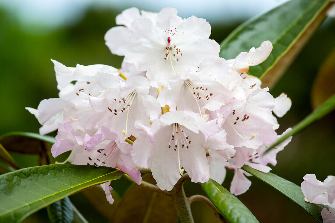 Rhododendron smirnowii 'Silberpfeil'